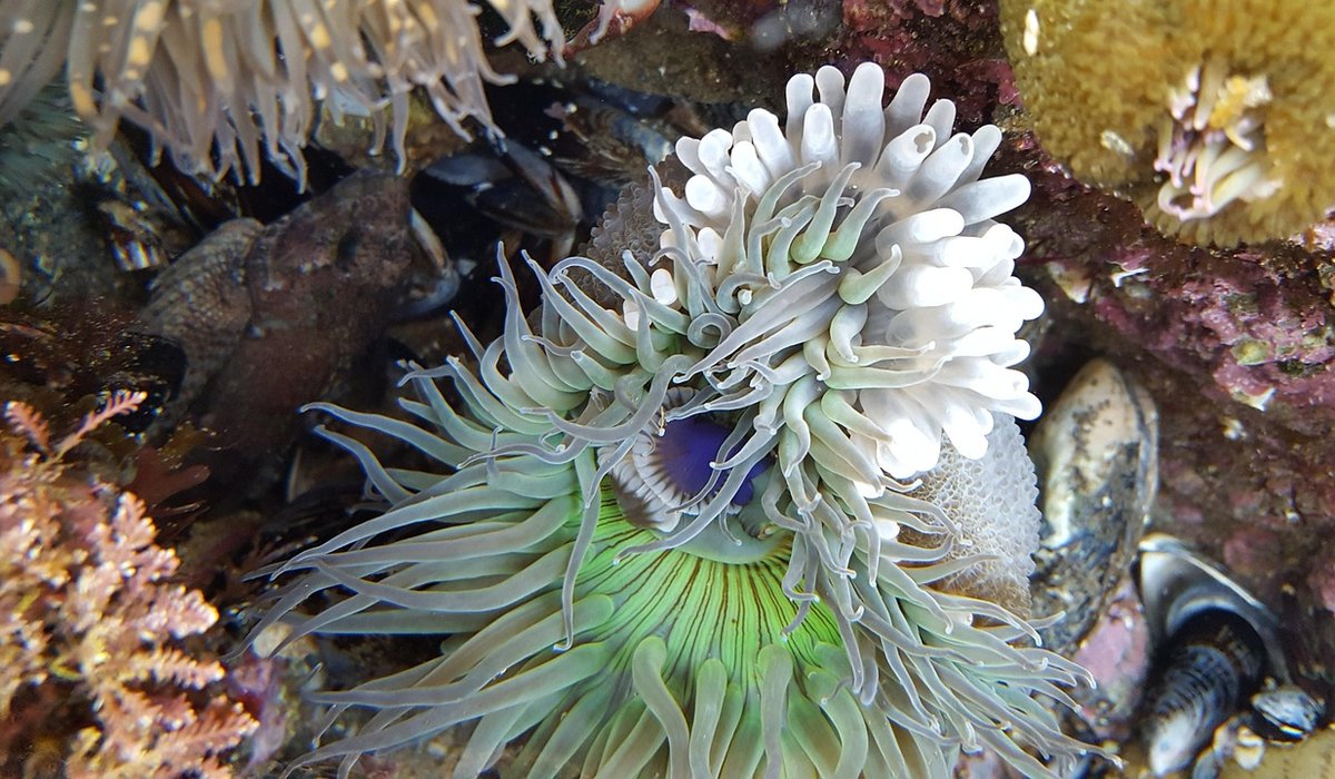 Supporting Local Conservation Along the Coast